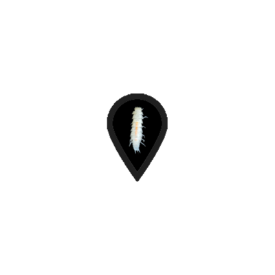 Troglonethes olissipoensis